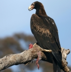 Aquila audax at Ainslie, ACT - 1 Nov 2021