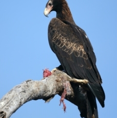 Aquila audax at Ainslie, ACT - 1 Nov 2021