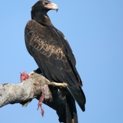 Aquila audax at Ainslie, ACT - 1 Nov 2021