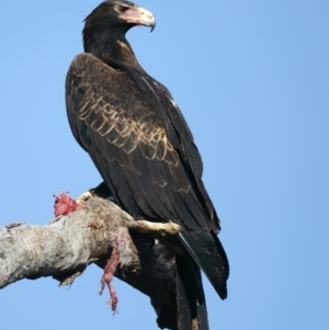 Aquila audax at Ainslie, ACT - 1 Nov 2021