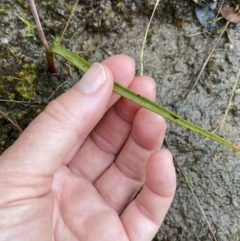 Thelymitra sp. (pauciflora complex) at Stromlo, ACT - 13 Nov 2021