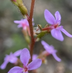 Stylidium graminifolium (grass triggerplant) at Molonglo Valley, ACT - 13 Nov 2021 by AJB