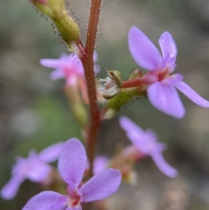 Stylidium graminifolium at Molonglo Valley, ACT - 13 Nov 2021 11:46 AM