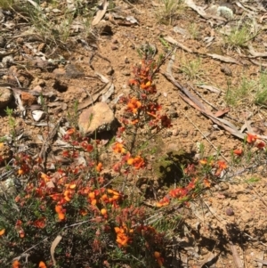 Dillwynia sp. at Campbell, ACT - 9 Nov 2021