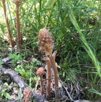 Orobanche minor (Broomrape) at Campbell, ACT - 9 Nov 2021 by Rob1e8