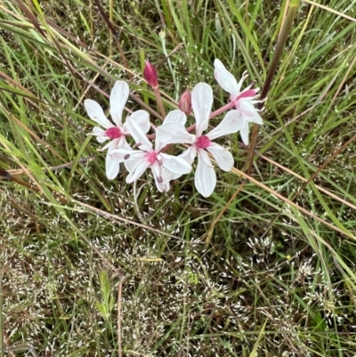 Burchardia umbellata (Milkmaids) at Murrumbateman, NSW - 13 Nov 2021 by SimoneC