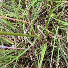 Burchardia umbellata at Murrumbateman, NSW - 13 Nov 2021