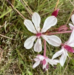 Burchardia umbellata at Murrumbateman, NSW - 13 Nov 2021