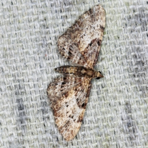 Chloroclystis insigillata at O'Connor, ACT - 8 Nov 2021 10:03 PM