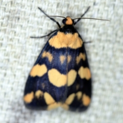 Termessa zonophanes (Double Yellow-patched Footman) at O'Connor, ACT - 8 Nov 2021 by ibaird