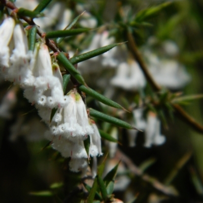 Styphelia fletcheri subsp. brevisepala (Twin Flower Beard-Heath) at Cotter River, ACT - 17 Oct 2021 by RG