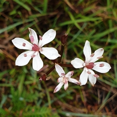 Burchardia umbellata (Milkmaids) at Cape Conran, VIC - 7 Nov 2021 by drakes