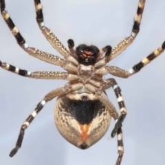 Neosparassus calligaster (Beautiful Badge Huntsman) at Evatt, ACT - 11 Nov 2021 by TimL