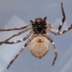 Isopeda (genus) (Huntsman Spider) at Evatt, ACT - 11 Nov 2021 by TimL