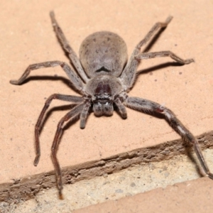 Isopeda sp. (genus) at Evatt, ACT - 11 Nov 2021