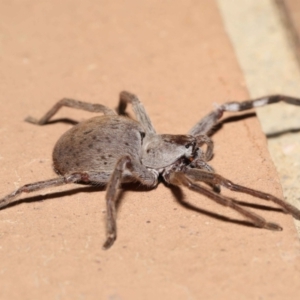 Isopeda sp. (genus) at Evatt, ACT - 11 Nov 2021