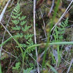 Cheilanthes austrotenuifolia (Rock Fern) at Albury, NSW - 27 Sep 2021 by KylieWaldon