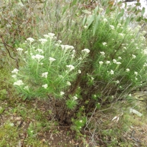 Cassinia longifolia at Kambah, ACT - 13 Nov 2021 10:56 AM