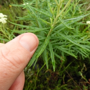 Cassinia longifolia at Kambah, ACT - 13 Nov 2021 10:56 AM