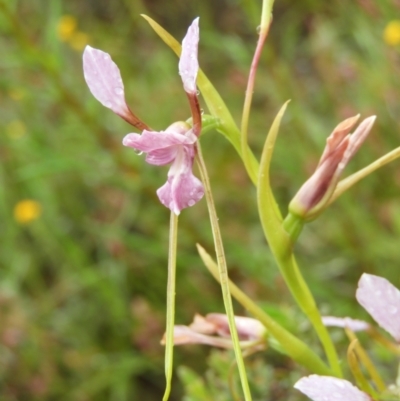 Diuris dendrobioides (Late Mauve Doubletail) at Kambah, ACT - 12 Nov 2021 by MatthewFrawley