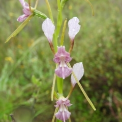 Diuris dendrobioides at suppressed - 13 Nov 2021