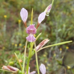 Diuris dendrobioides at suppressed - 13 Nov 2021