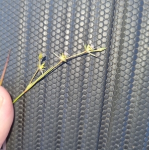 Juncus sp. at Molonglo Valley, ACT - 2 Nov 2021