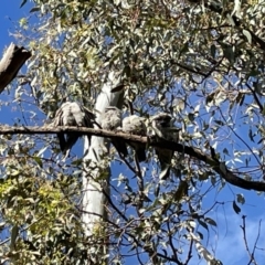 Podargus strigoides (Tawny Frogmouth) at Hackett, ACT - 14 Nov 2021 by cmobbs