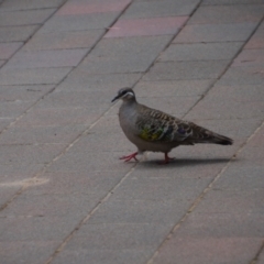 Phaps chalcoptera (Common Bronzewing) at Wamboin, NSW - 13 Dec 2020 by natureguy