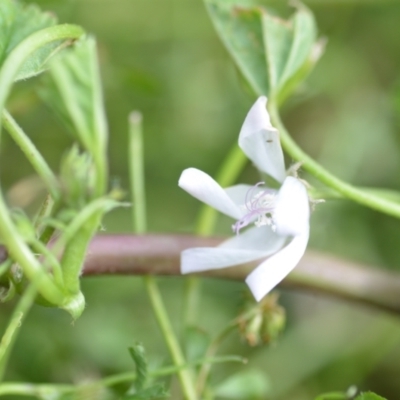 Malva neglecta (Dwarf Mallow) at Wamboin, NSW - 14 Dec 2020 by natureguy