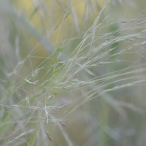 Lachnagrostis filiformis at Wamboin, NSW - 16 Dec 2020