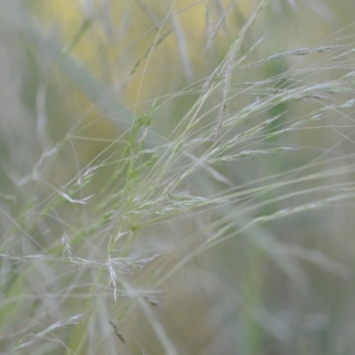 Lachnagrostis filiformis (Blown Grass) at Wamboin, NSW - 16 Dec 2020 by natureguy