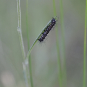 Nyctemera amicus at Wamboin, NSW - 16 Dec 2020