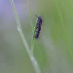 Nyctemera amicus at Wamboin, NSW - 16 Dec 2020