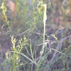 Tragopogon dubius at Wamboin, NSW - 16 Dec 2020 09:30 PM