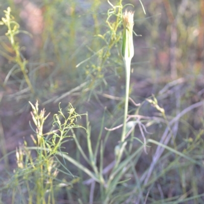 Tragopogon dubius (Goatsbeard) at Wamboin, NSW - 16 Dec 2020 by natureguy