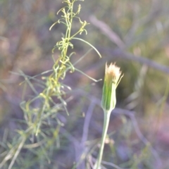 Tragopogon dubius at Wamboin, NSW - 16 Dec 2020 09:30 PM