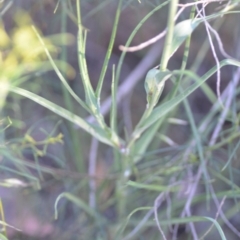 Tragopogon dubius at Wamboin, NSW - 16 Dec 2020