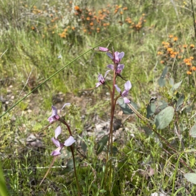 Diuris punctata var. punctata (Purple Donkey Orchid) at Bungendore, NSW - 1 Nov 2021 by erikar