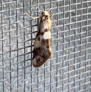 Anestia (genus) at Jerrabomberra, NSW - 14 Nov 2021