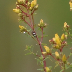 Eurymelinae (subfamily) (Unidentified eurymeline leafhopper) at Wodonga, VIC - 13 Nov 2021 by KylieWaldon