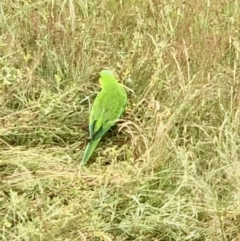 Polytelis swainsonii (Superb Parrot) - 1 Jan 1900 by goyenjudy