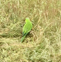 Polytelis swainsonii (Superb Parrot) at Gossan Hill - 13 Nov 2021 by goyenjudy