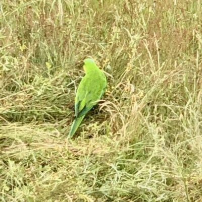Polytelis swainsonii (Superb Parrot) at Bruce Ridge to Gossan Hill - 13 Nov 2021 by goyenjudy