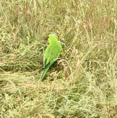 Polytelis swainsonii (Superb Parrot) at Bruce, ACT - 14 Nov 2021 by goyenjudy