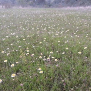 Calotis anthemoides at Conder, ACT - 11 Oct 2021