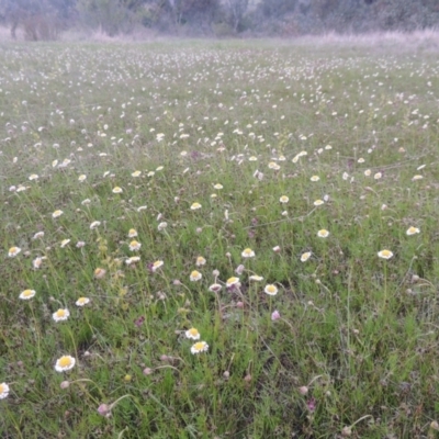 Calotis anthemoides (Chamomile Burr-daisy) at Rob Roy Range - 11 Oct 2021 by MichaelBedingfield