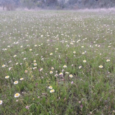 Calotis anthemoides (Chamomile Burr-daisy) at Conder, ACT - 11 Oct 2021 by michaelb