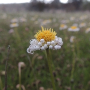 Calotis anthemoides at Conder, ACT - 11 Oct 2021 05:39 PM