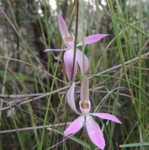 Caladenia carnea at Conder, ACT - 11 Oct 2021